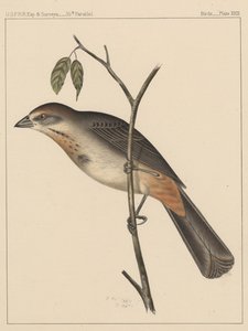 Aves, Placa XXIX, 1855 de American School